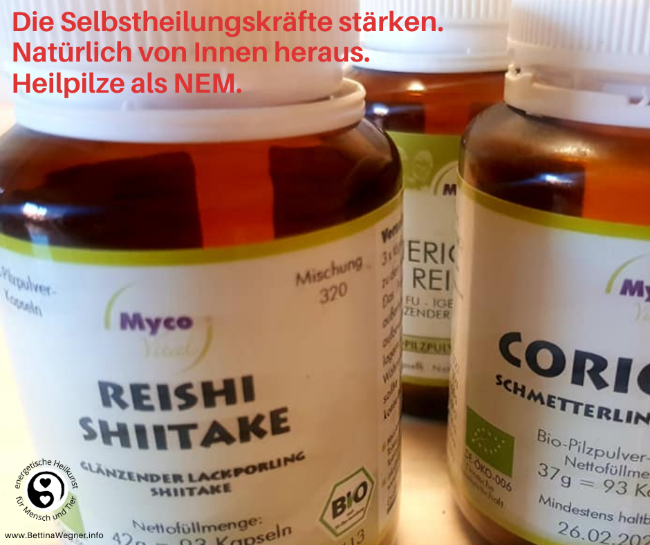 Heilpilze Reishi und Shiitake - nur 2 wichtige für die ganzheitliche Hausapotheke von Mensch und Tier